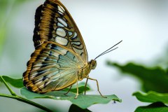 Butterfly-